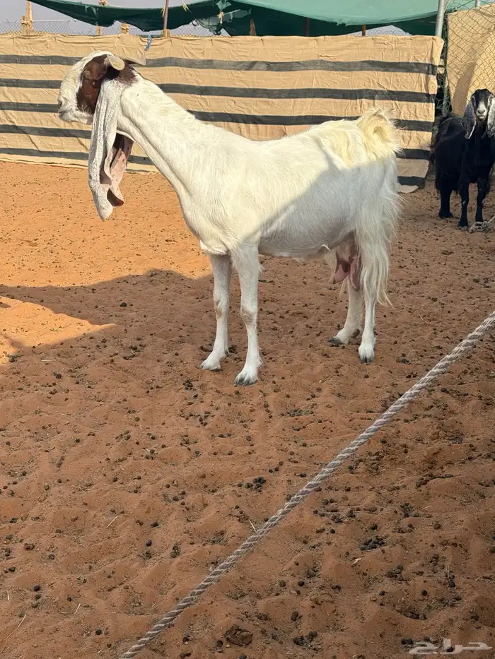 عنز مطوره حاصب 0