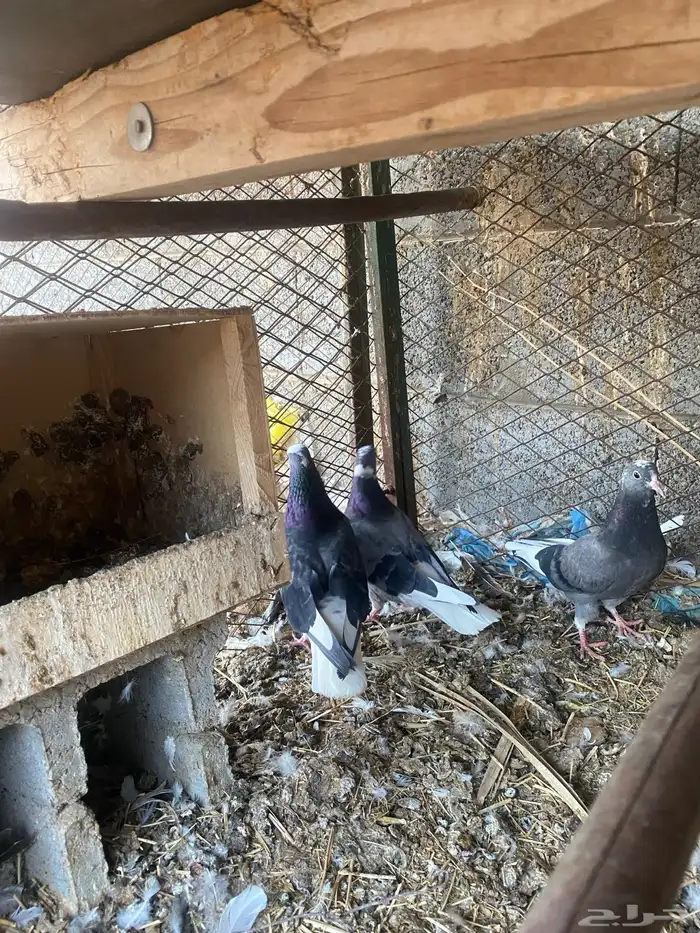 جوز قلابي ازرق معه فروخ 2