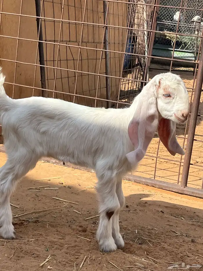 جفرة داغور 1