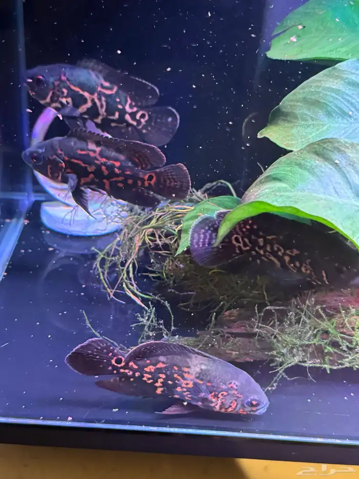 سمك زينة اوسكار 0