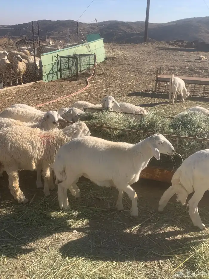 ذبائح للبيع 1