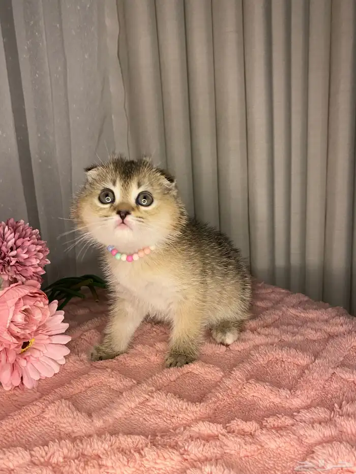 سكوتش تربل فولد واستريت للبيع 5