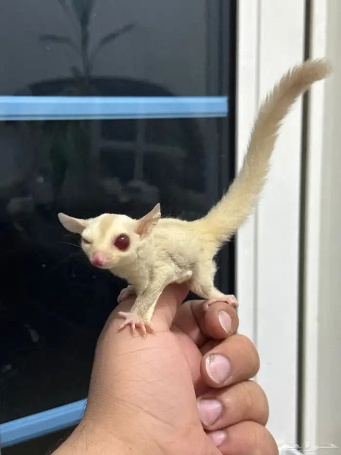 متوفر ذكر شوقر قلايدر كريمينو 1