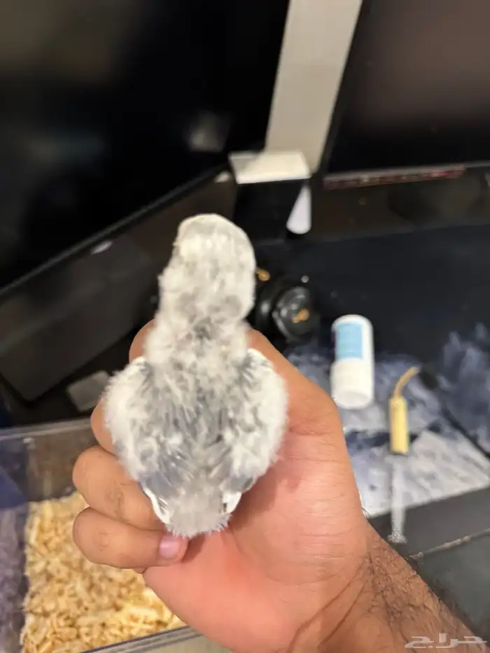 فرخ روز تصنيف بطل 3