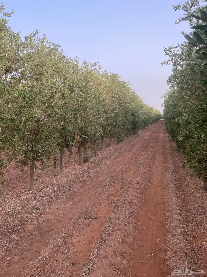 اشجار زيتون مثمر 13