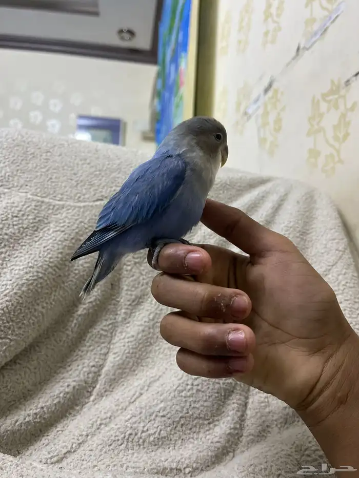 عصفور روز اليف ما يعض ابدا ونهايت غر ولا يجي غير الصامل 2