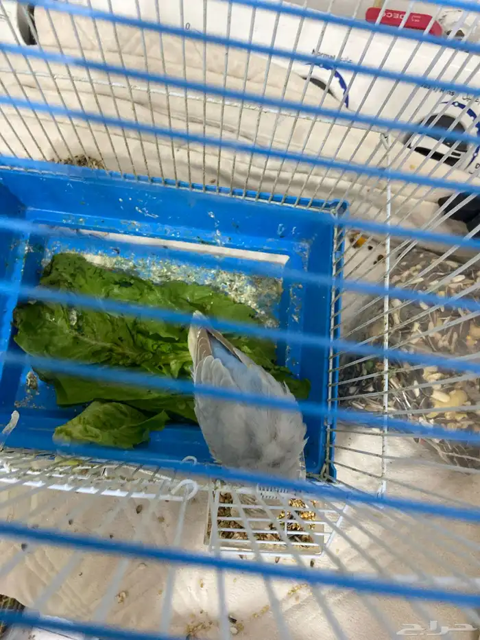 طير روز انتاج 2