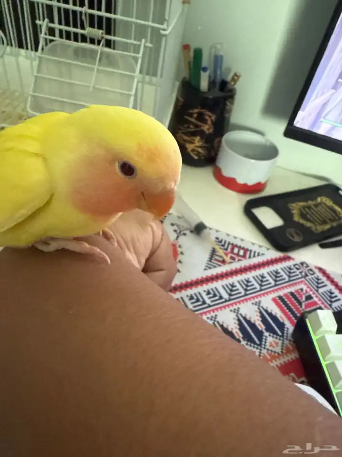 روز لاتينو للبيع هدد داخلي غير مفطوم يقبل غر واسمه لؤي 1