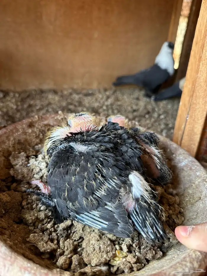 جوز لبناني اسود بفروخه 4