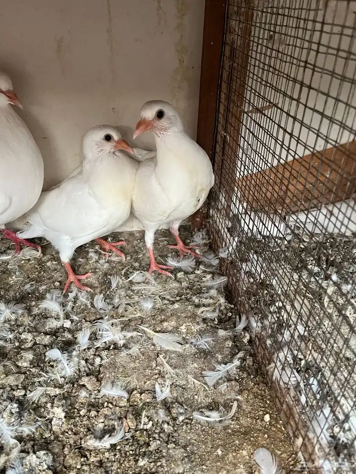 زغاليل فرنسي فاخرة جده للتواصل 0