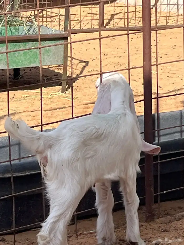 جفرة داغور 0