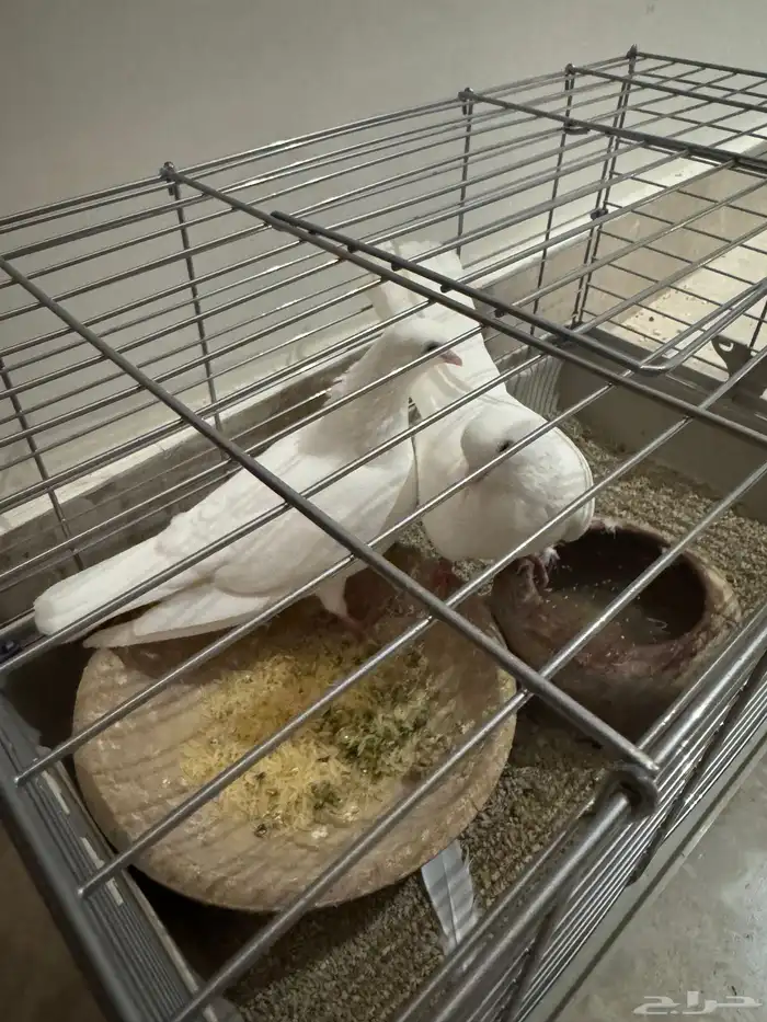 للبيع زوج حمام صنعاني حر 2