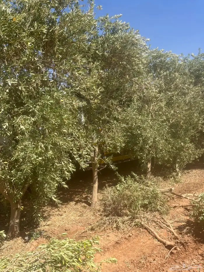 اشجار زيتون مثمر 17