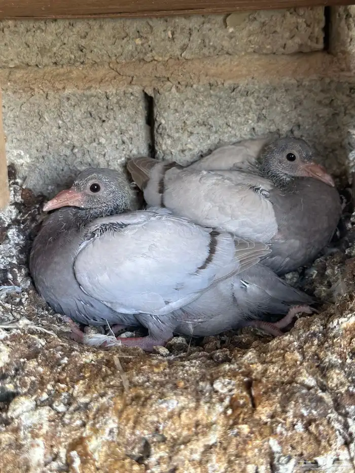 7 اجواز فراخة لاحم فرنسي ( تم البيع ) 3