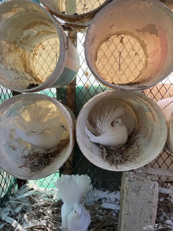 للبيع حمام رقاص ابيض 2