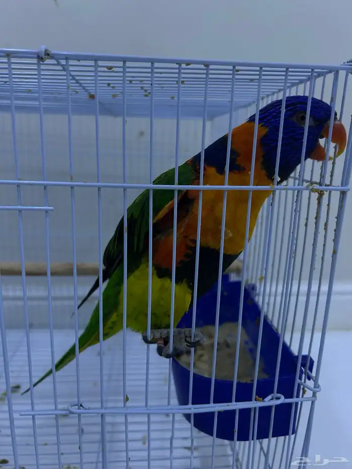 للبيع بغبغاء اللوري أنثى جاهزه للإنتاج 0