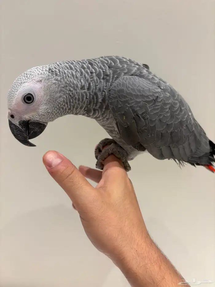 بغبغان كاسكو سوبر جامبو أليف وهدد وبداية كلام 3