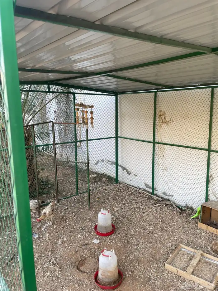 شبك دجاج بط حمام ارانب 1