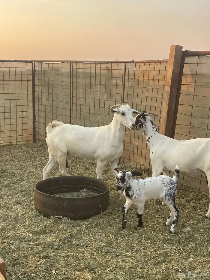 معزا بيشيات صنف ولد شي فاخررر من الاخر منوة القاني تم البيع 8