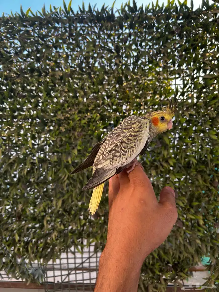 فرخ كروان كوكتيل فراشة اليف و بدايه هدد و تكسير حب 1