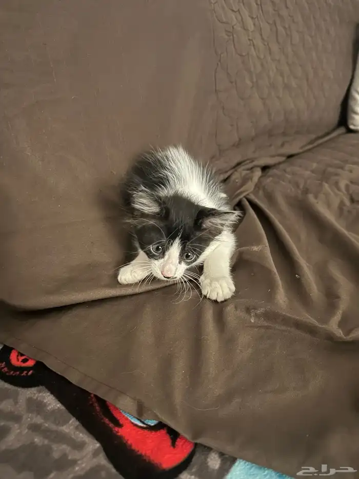 قطط للتبني 3