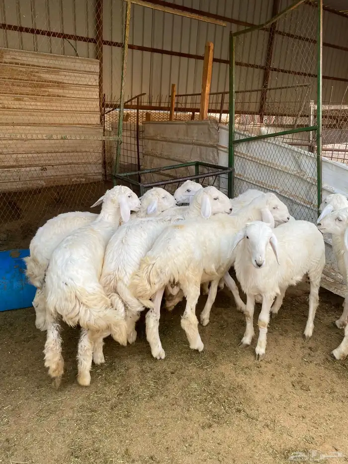 بهم حريات فاخرة 0