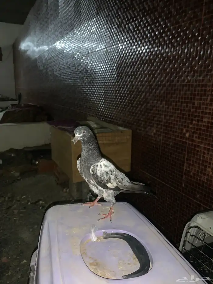 جوزين باكستاني تيدي فاخر 0