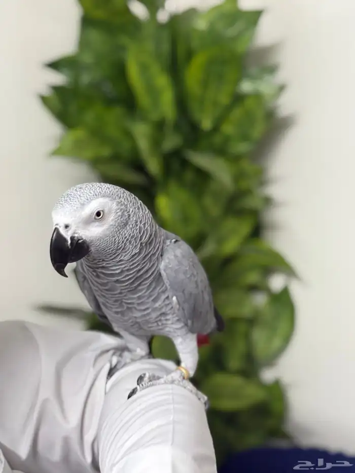 كاسكو أفريقي جامبو أليف وبحر كلام تبارك الرحمن 1