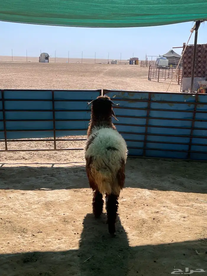 خاروف ذبيحه 4