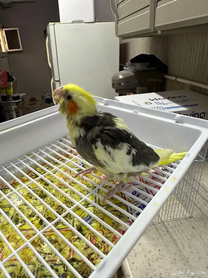 كروان يقبل الغر 1