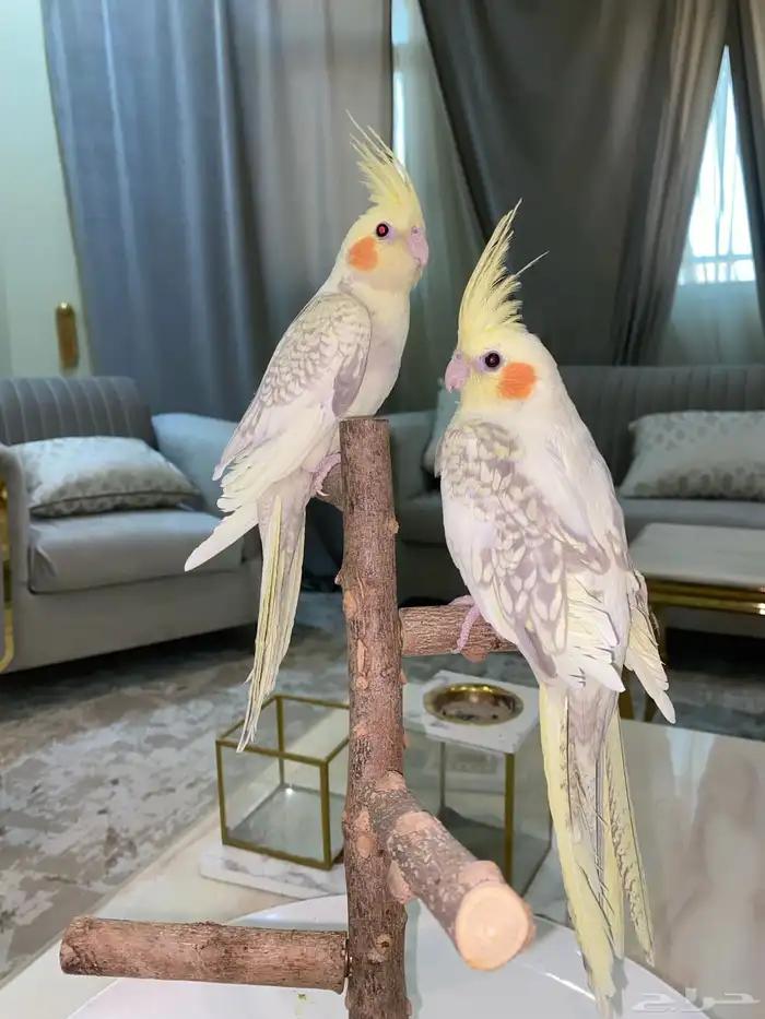 كروان اليف 4