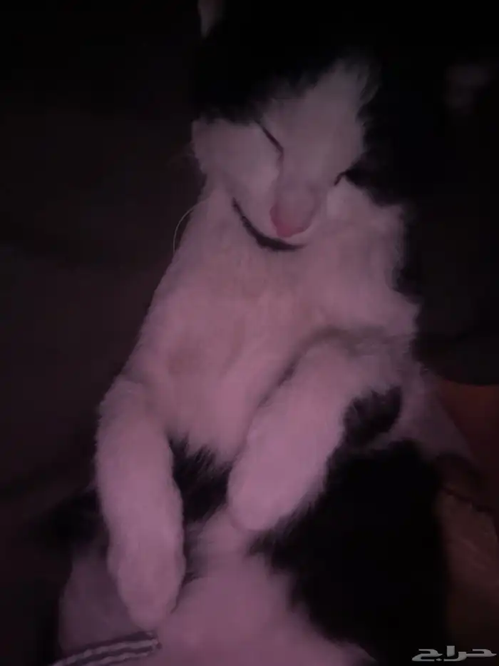 قطط للتبني 3