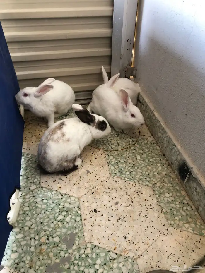 للبيع أرانب حي أو مذبوح الموقع الخرج 0