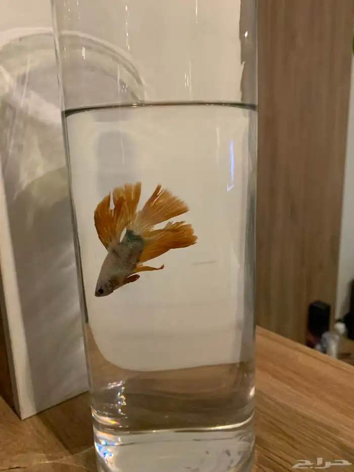 سمك زينه للبيع 2