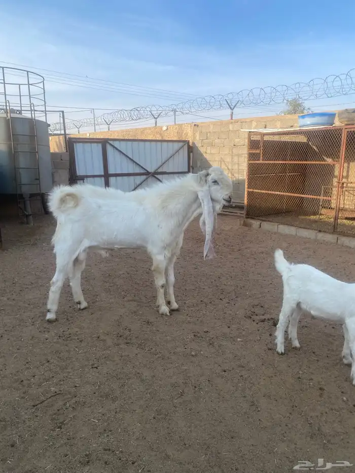 تيس فحل اللبيع 5