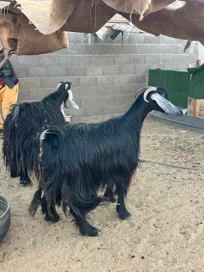 معزا عوارض 0