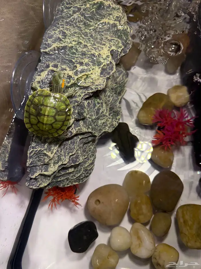 سلاحف برمائية للبيع 6