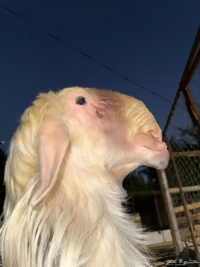 فحل نجدي لاهل الصنف 0