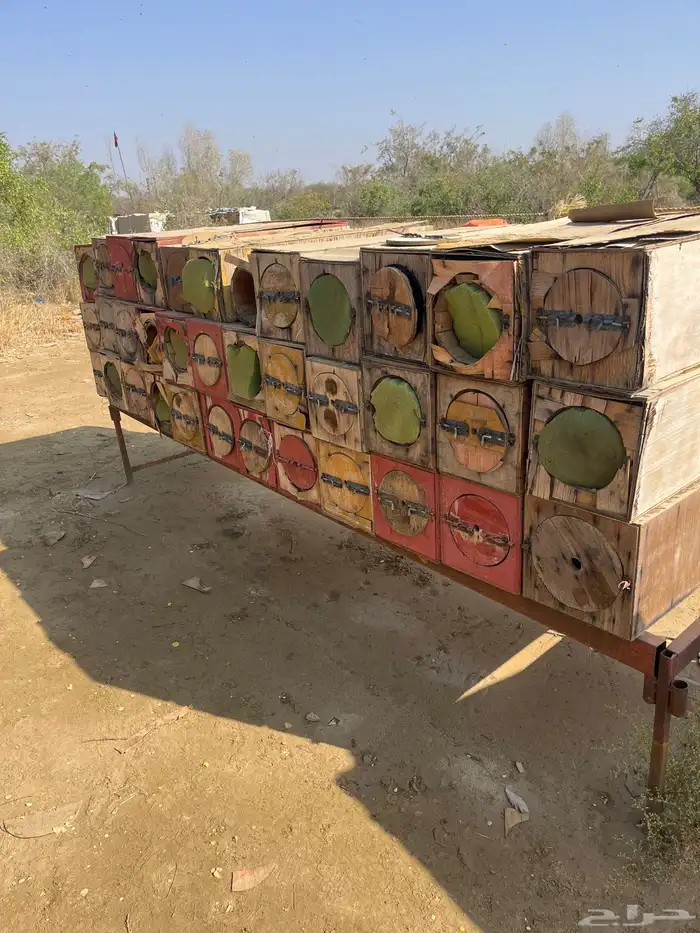 جبوح محايلي فاضي للبيع 3