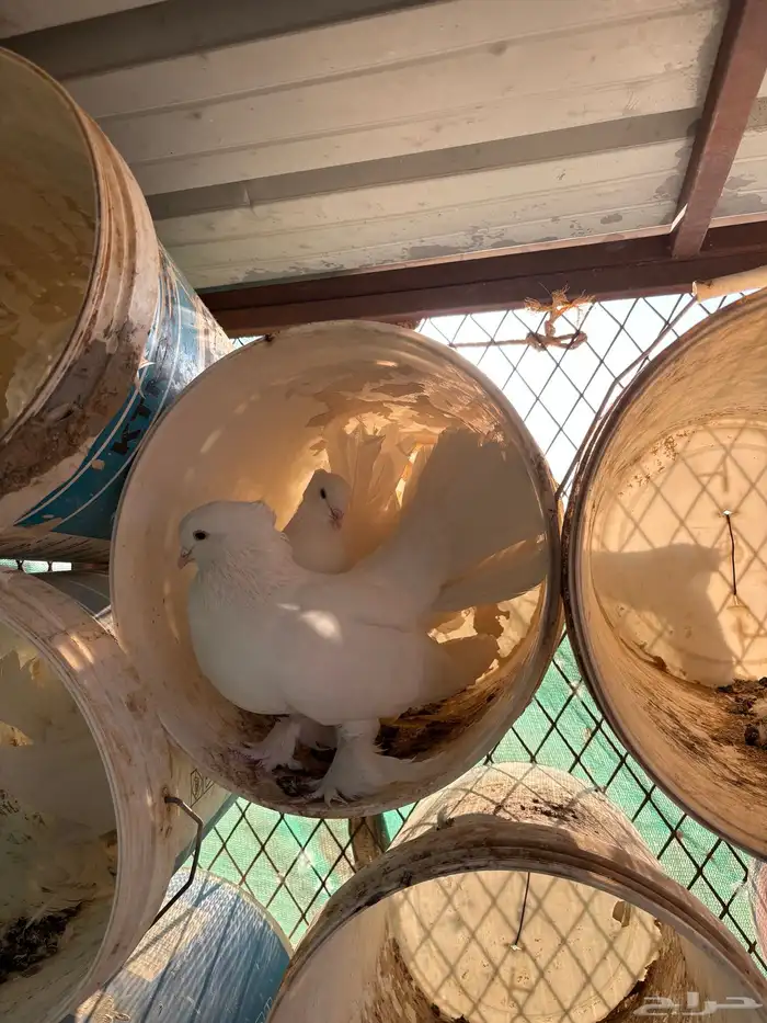 للبيع حمام رقاص ابيض 3