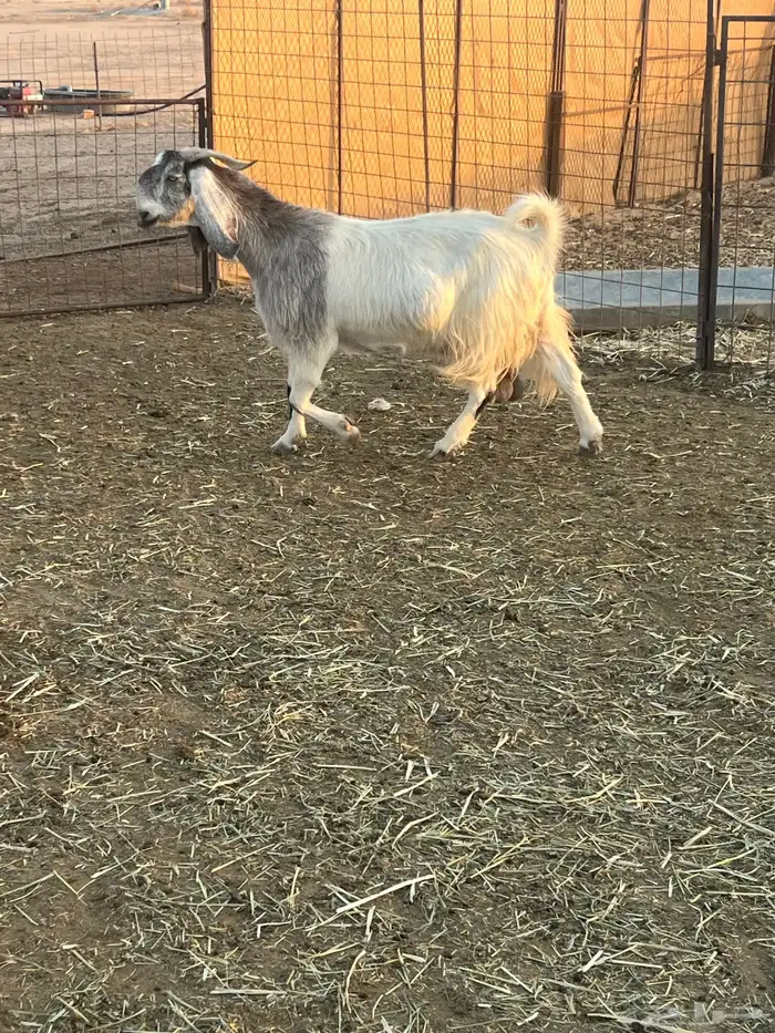 عنز مشروكة طيبه وفيها حليب مهب واجد مبيوع ولدها قبل فتره 0