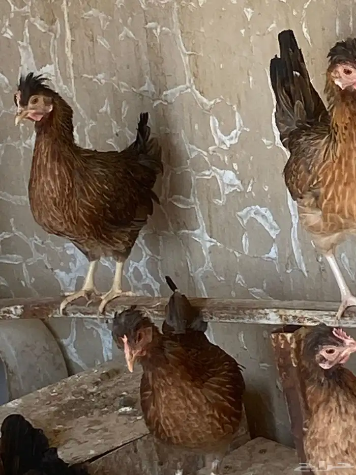 دجاج ترثه فاخره من حلال ابوفهد القحطاني وابوسا ر ه المزا 1