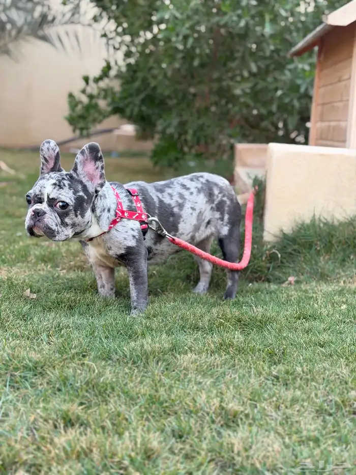 انثى فرنش بولدق ميرلي 5