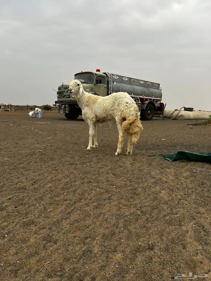 للبيع فحل حري صنف من حلال عادل السويهري 0