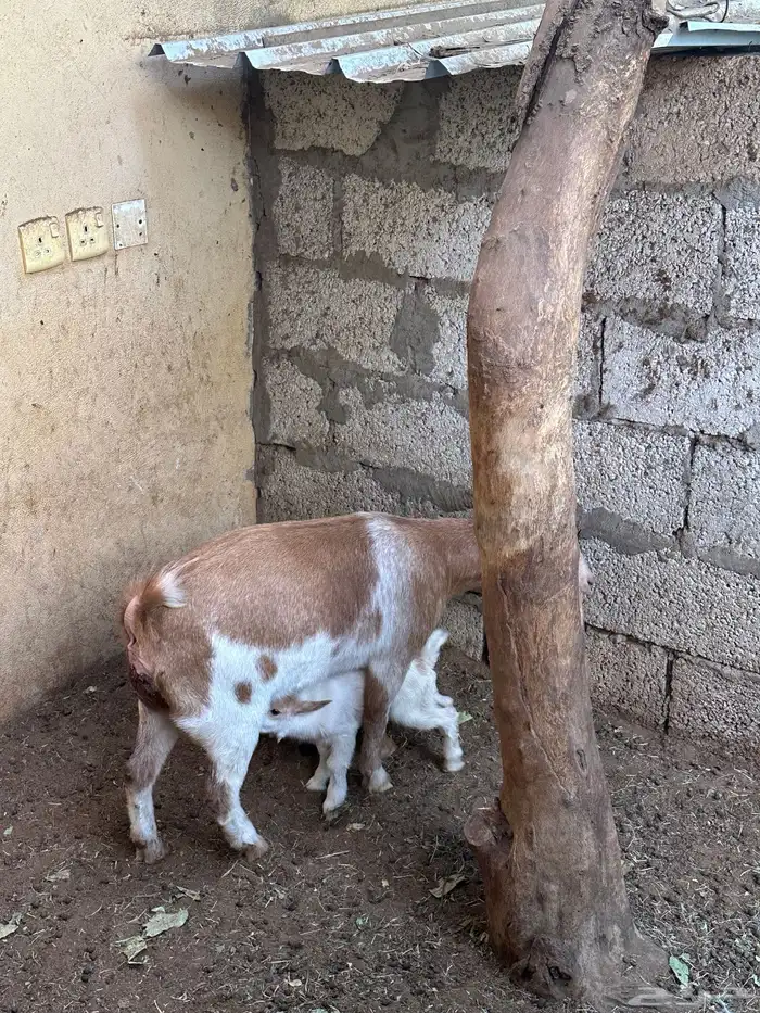 عنز قزميه ماكس معها اثنين صغار جفار 1