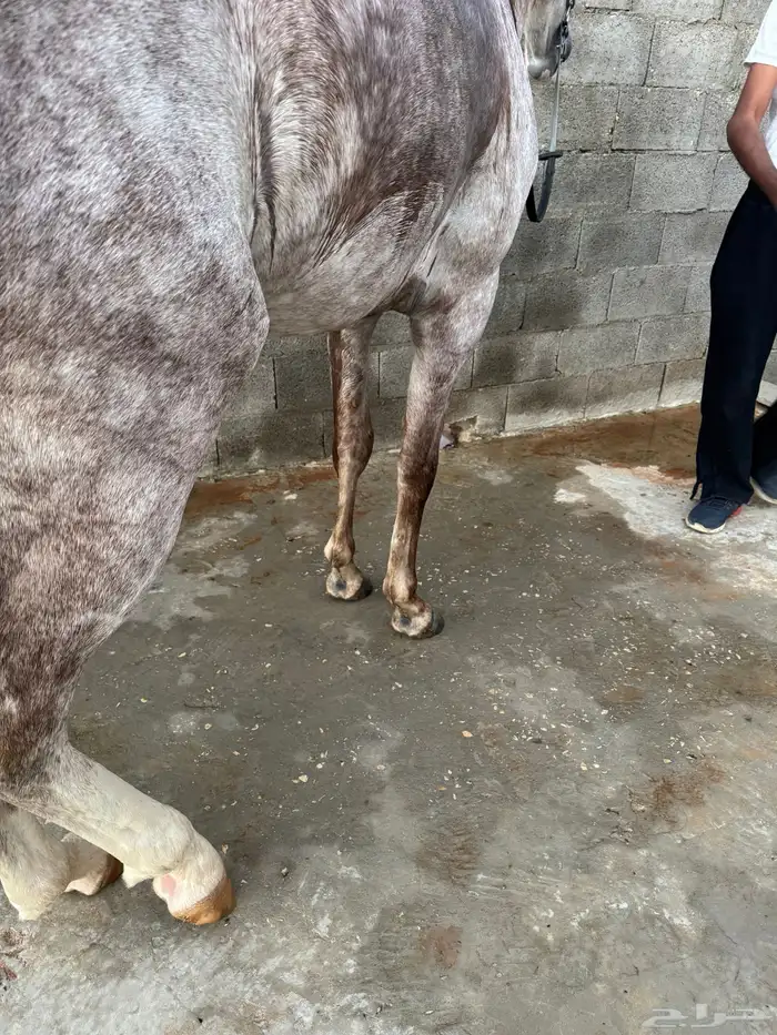 حصان صرعة عربي اصيل ابن مستند الخالدية 2