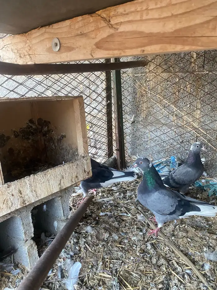 جوز قلابي ازرق معه فروخ 0