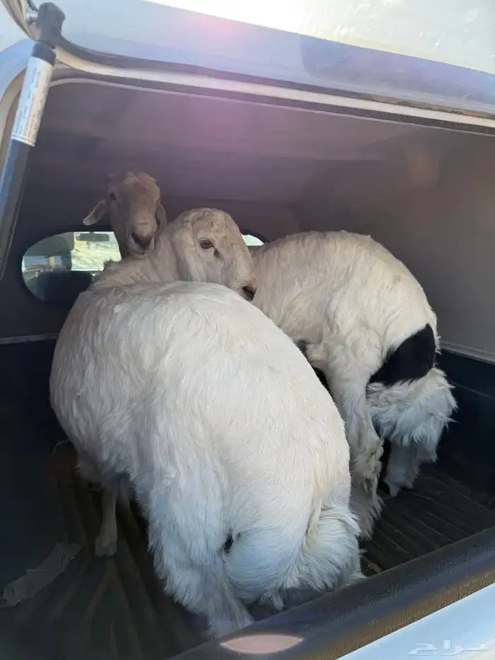 طليان جذعان بيشه 4