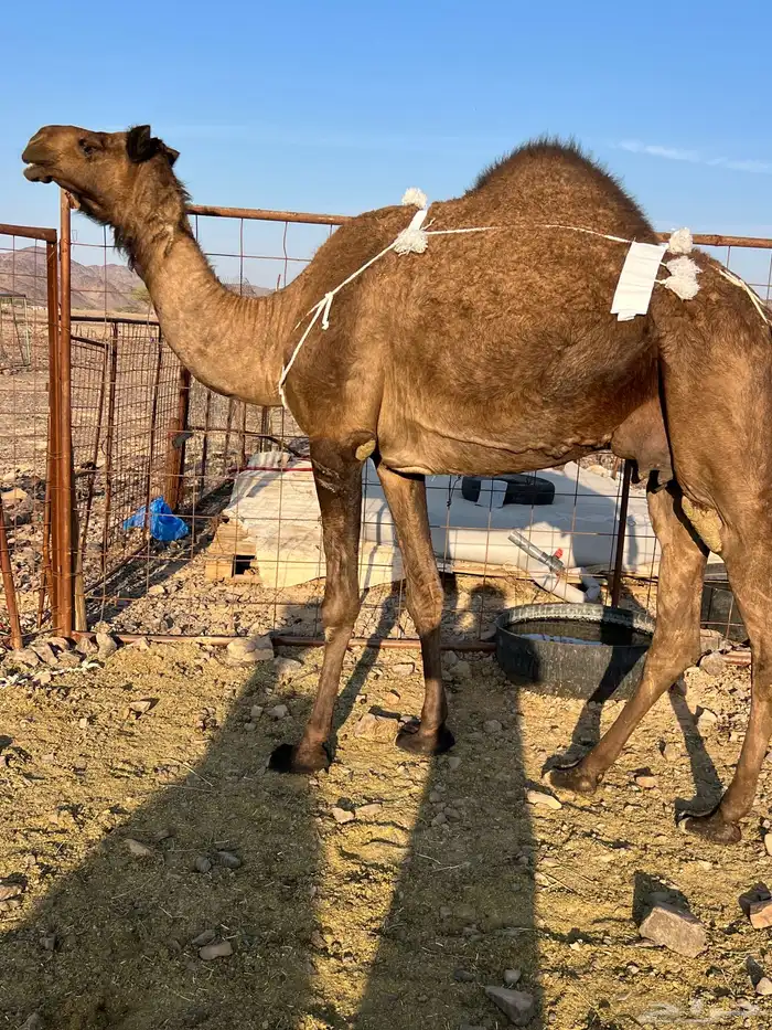 خلفه مصغر طيبه ب 10500 يبلاش 0