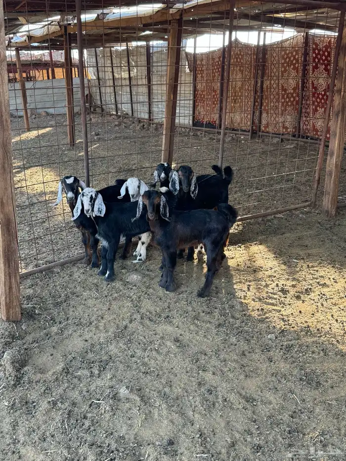 معزا ولد 4 تحتها 6 0